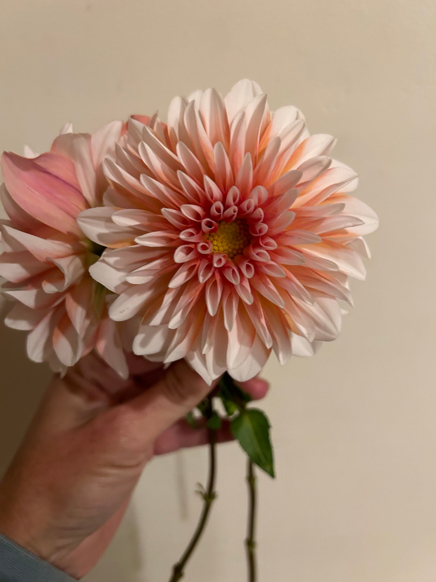 Dahlia Seed Breeders Patch