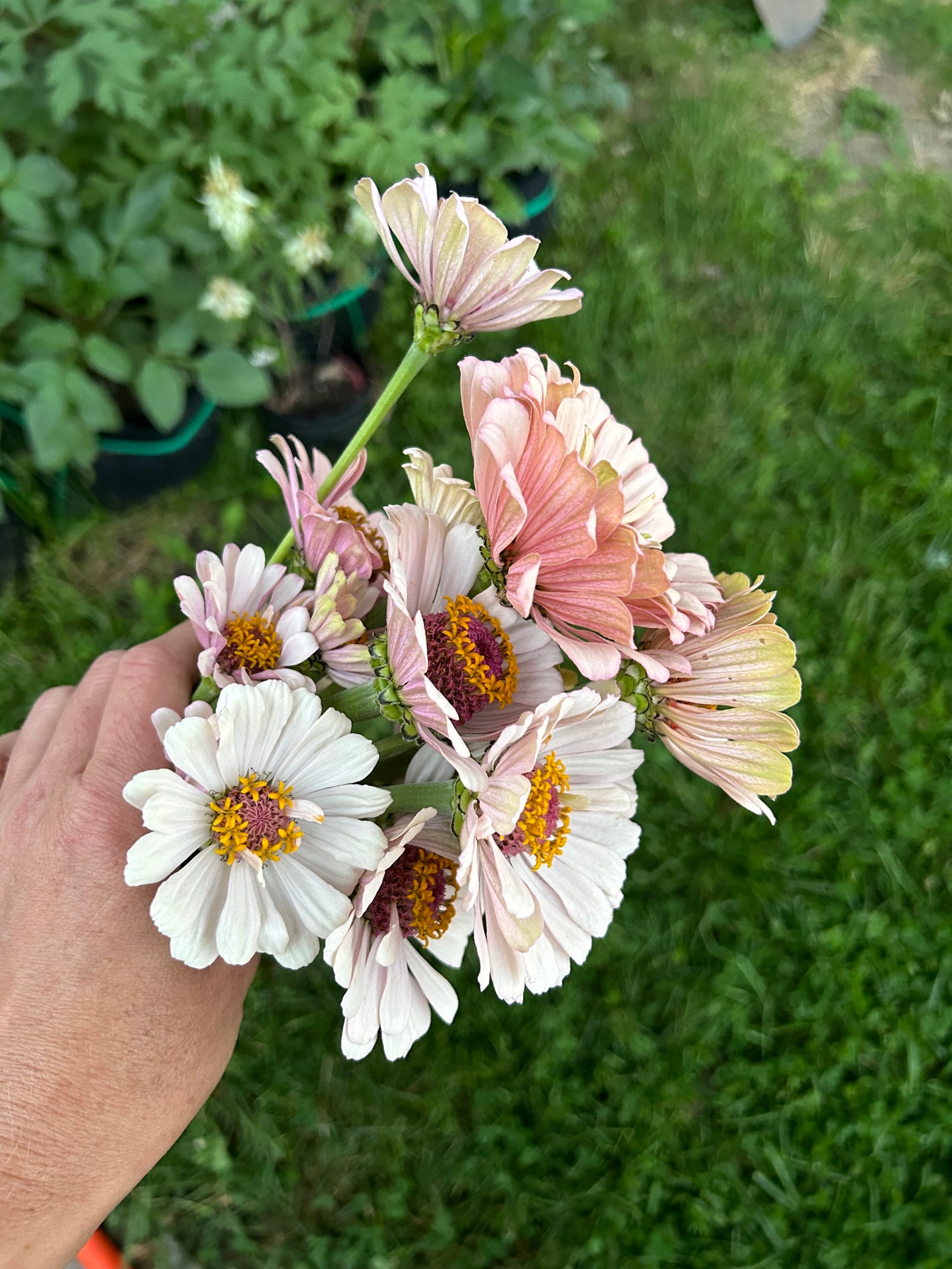 Pastel Pretties