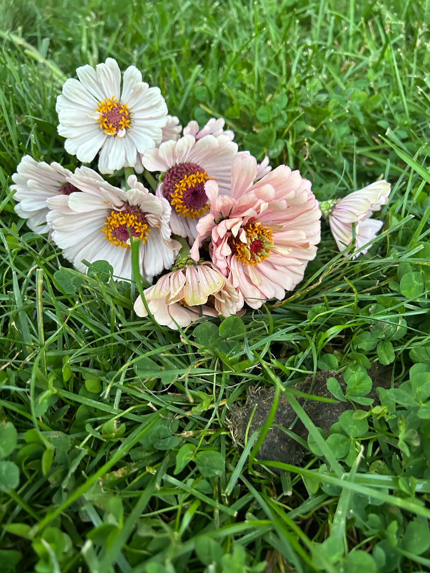 Pastel Pretties