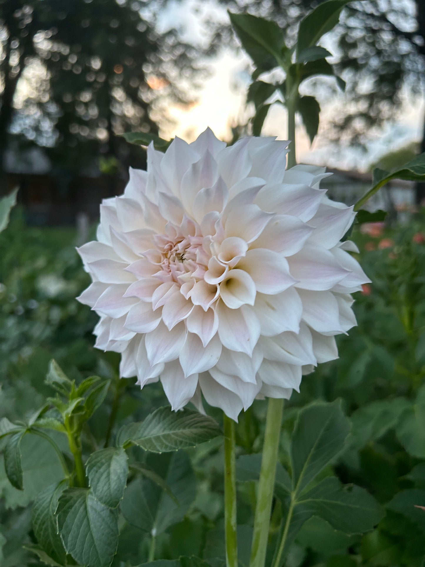 Dahlia Seed Breeders Patch