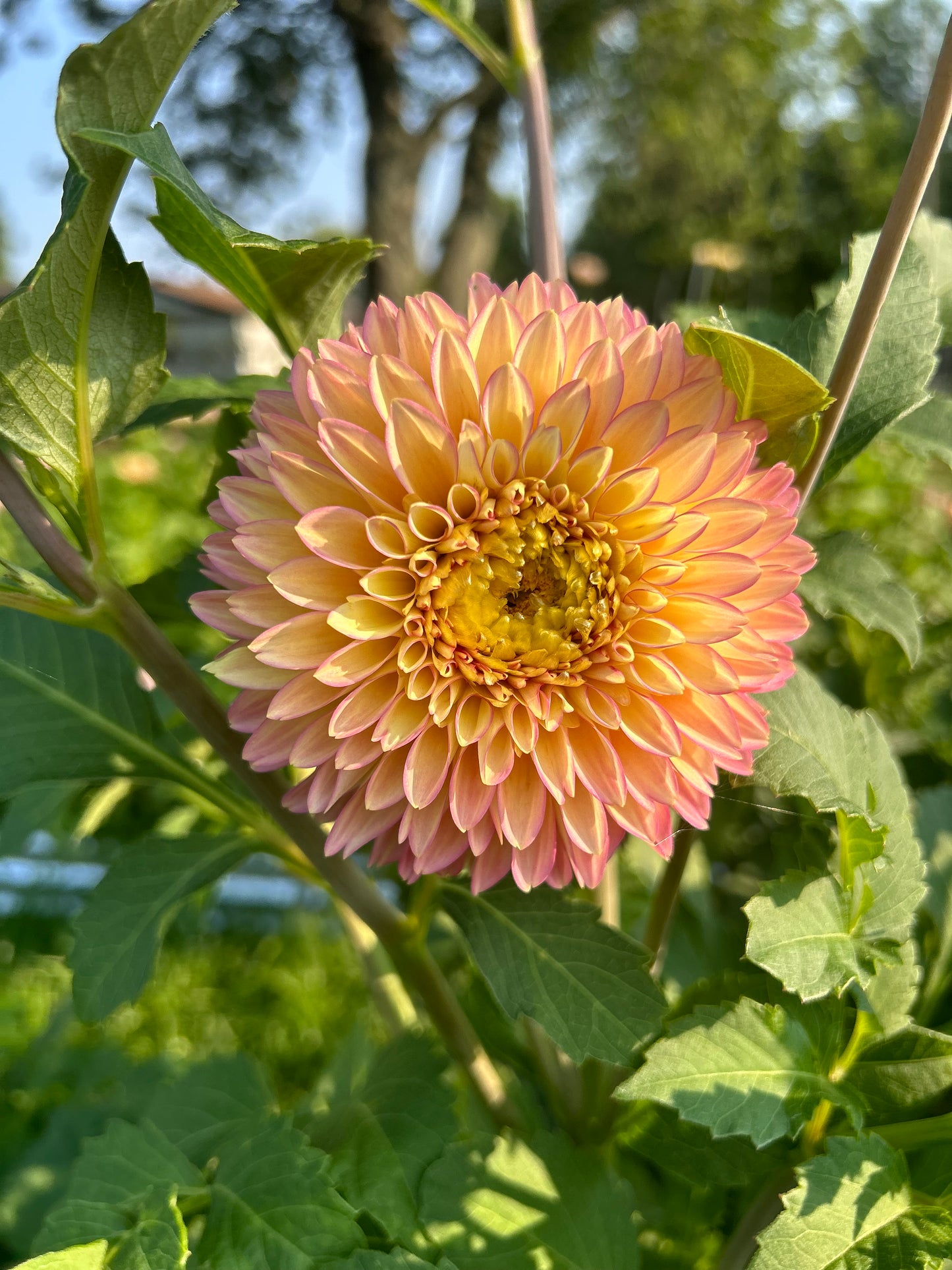 Dahlia Seed Breeders Patch
