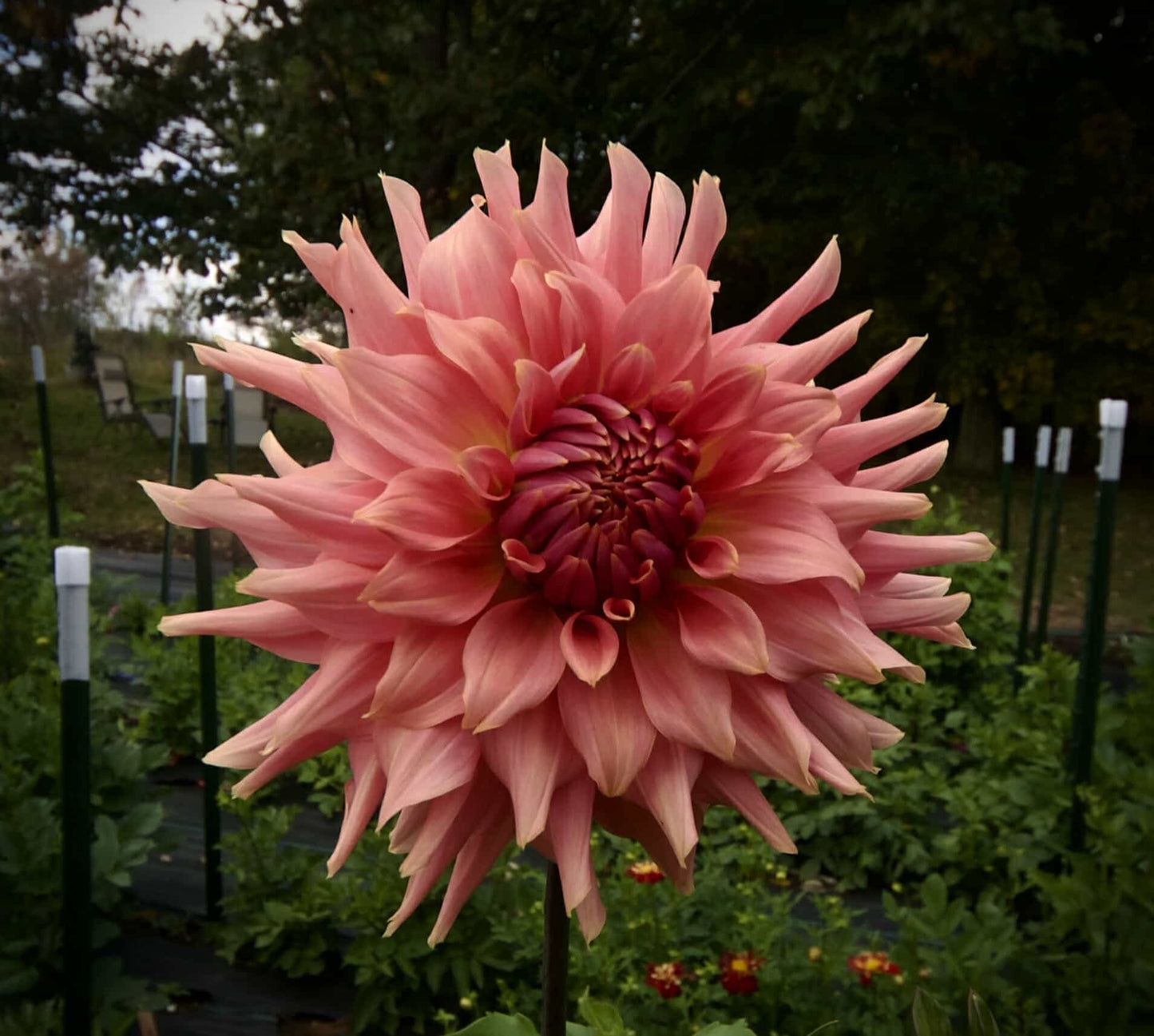 Terracotta