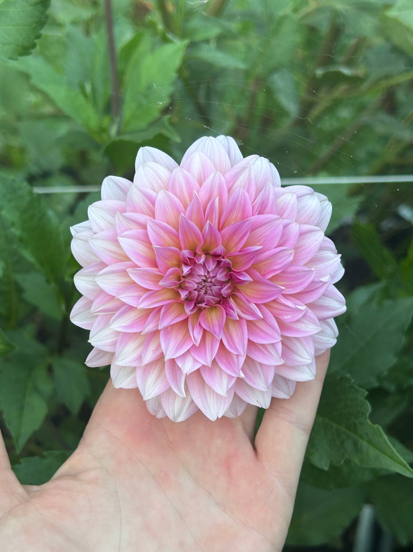 Dahlia Seed Breeders Patch