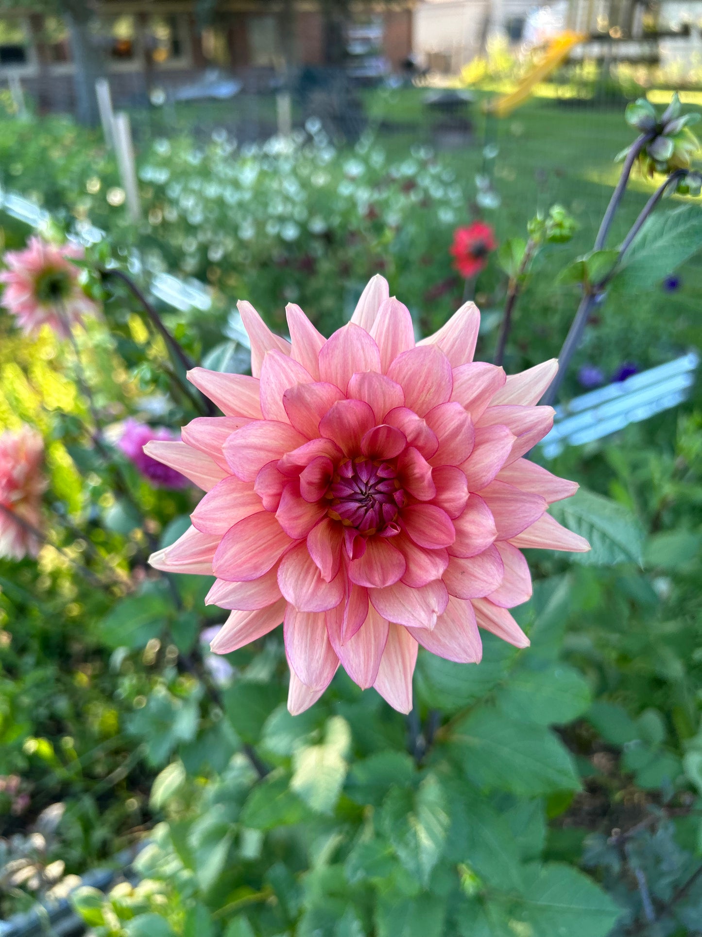 Dahlia Seed Breeders Patch