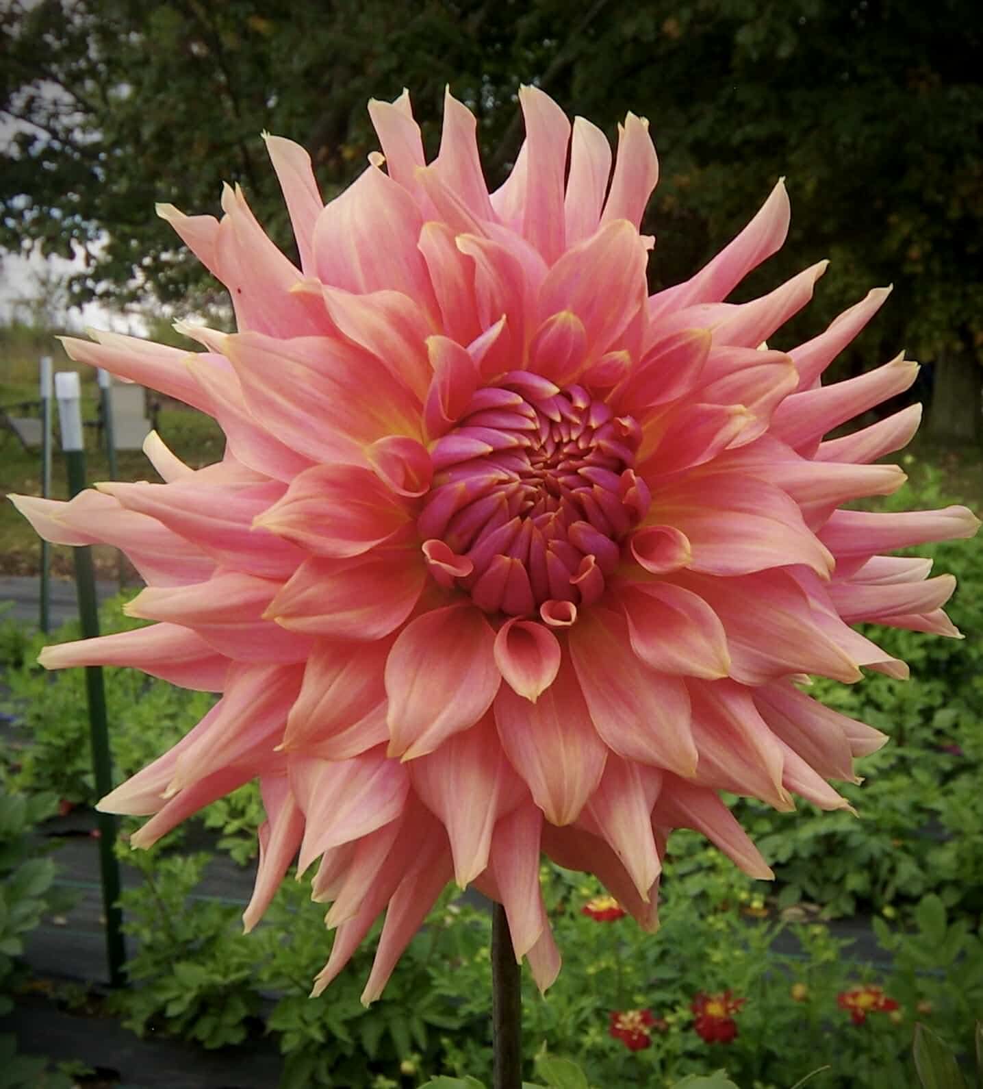 Terracotta