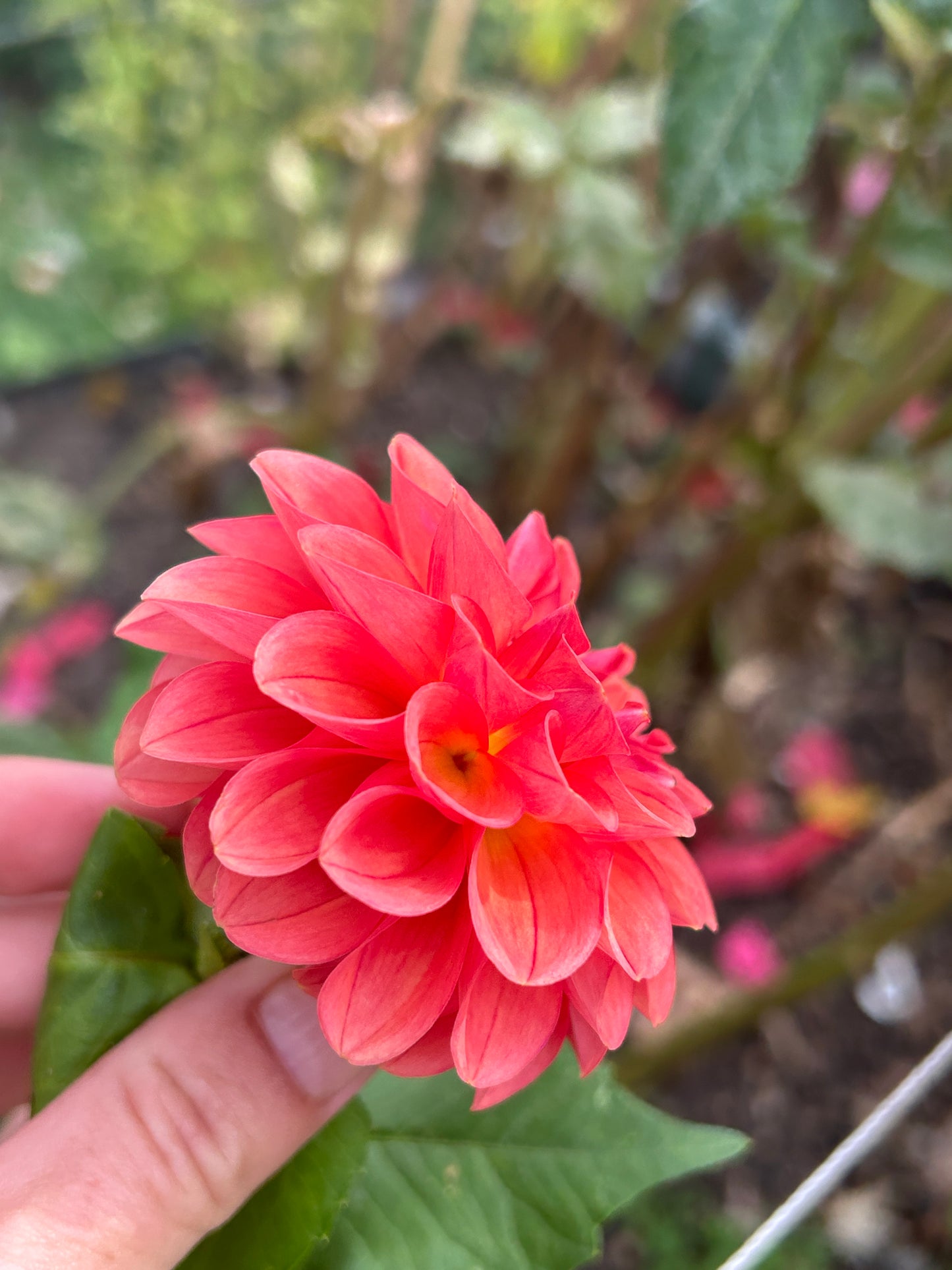 Chimacum Nadjae