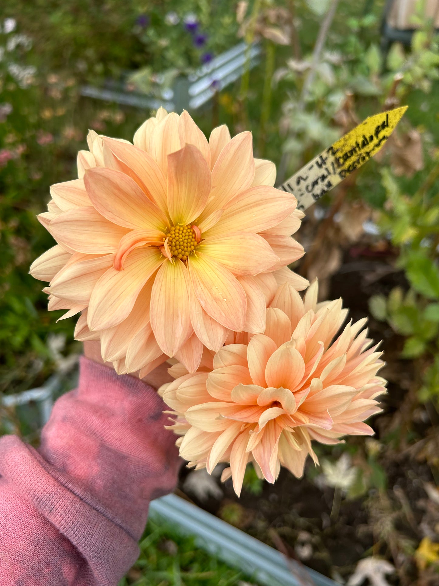 Dahlia Seed Breeders Patch