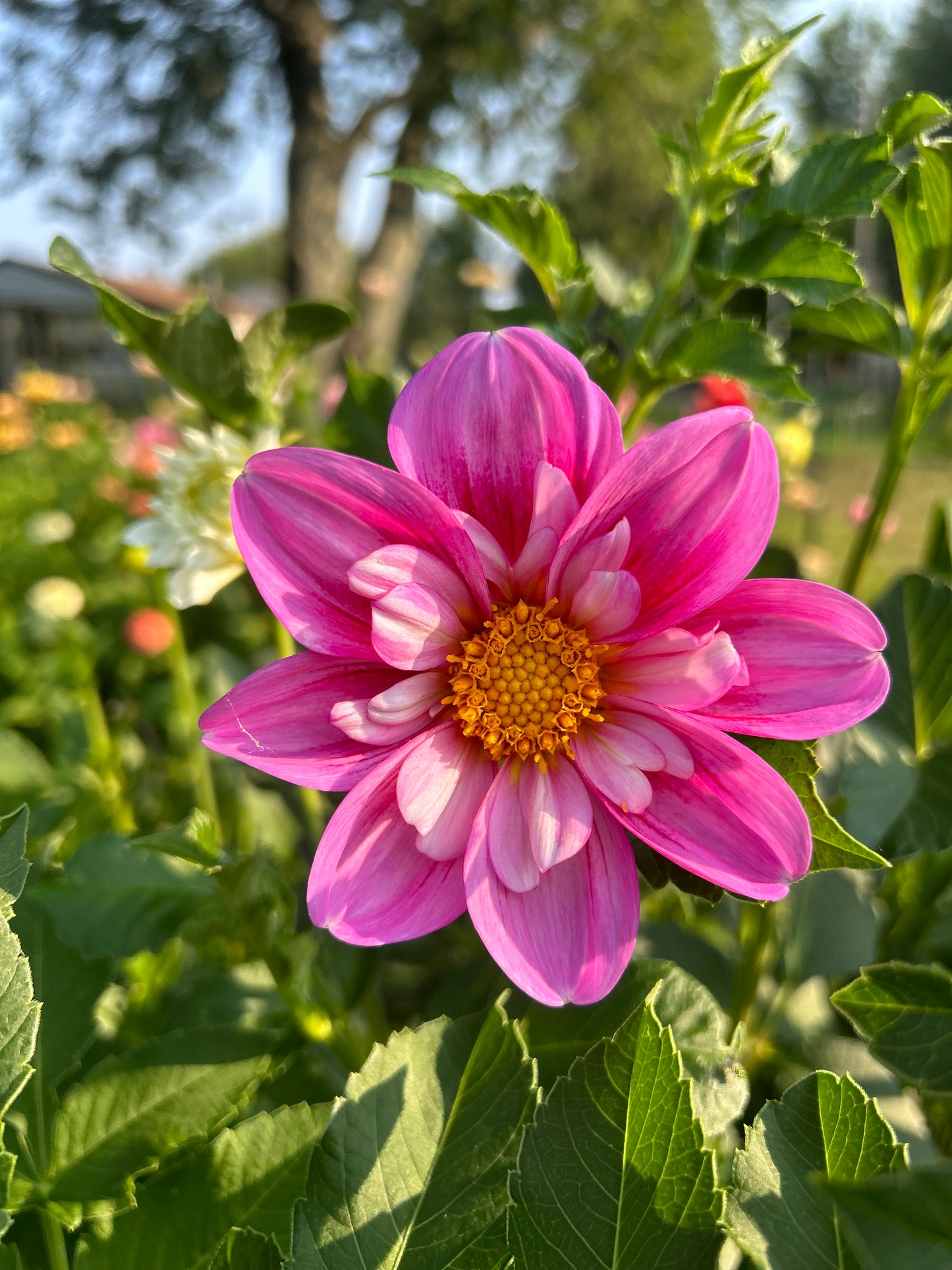 Dahlia Seed Breeders Patch