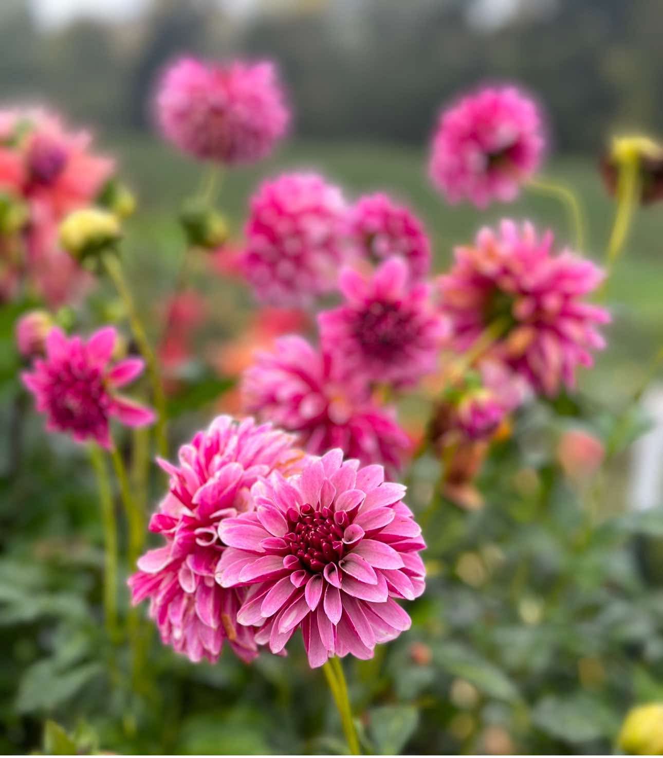 Salish Twilight Girl