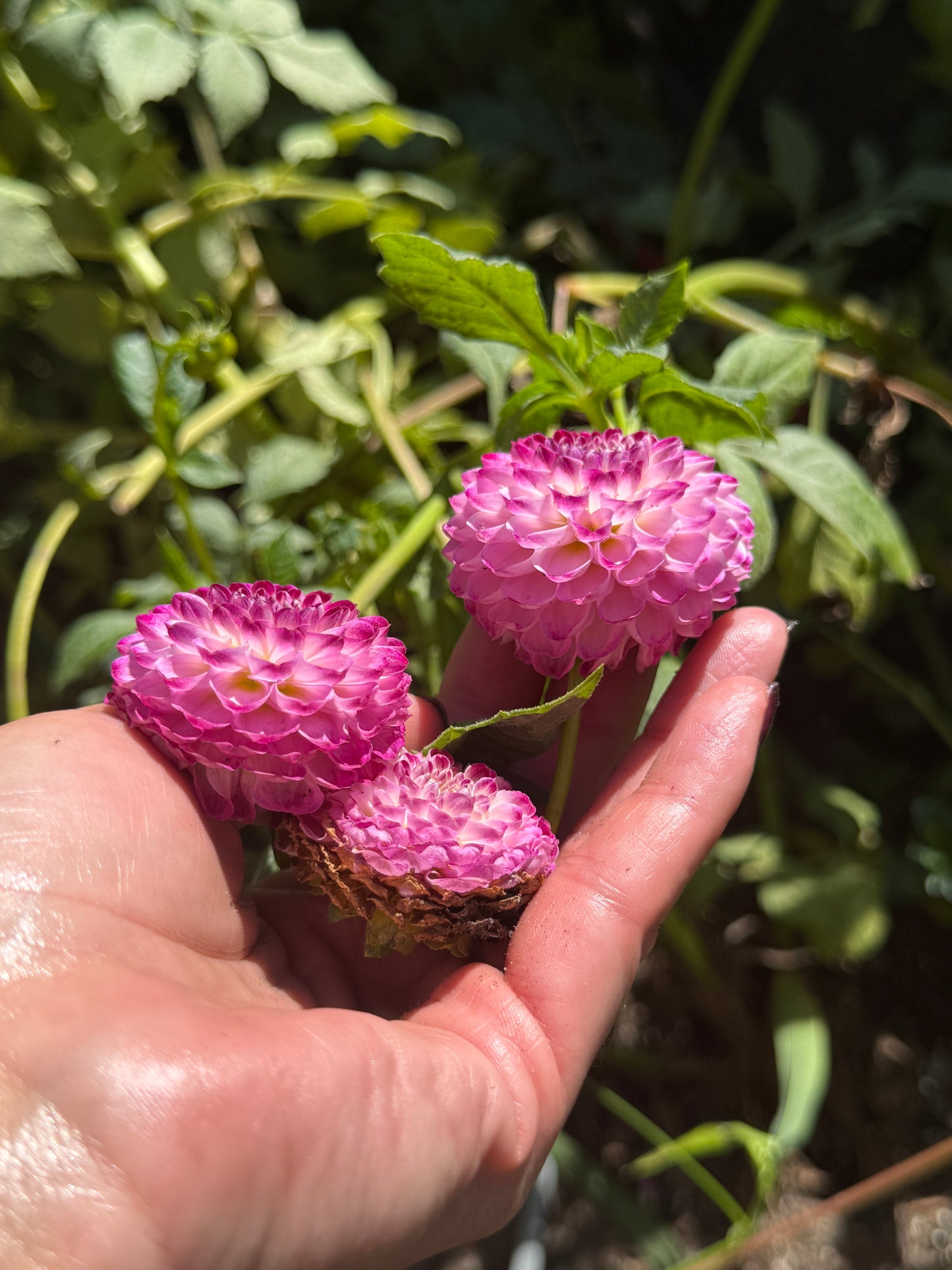 Hapet Wildberry