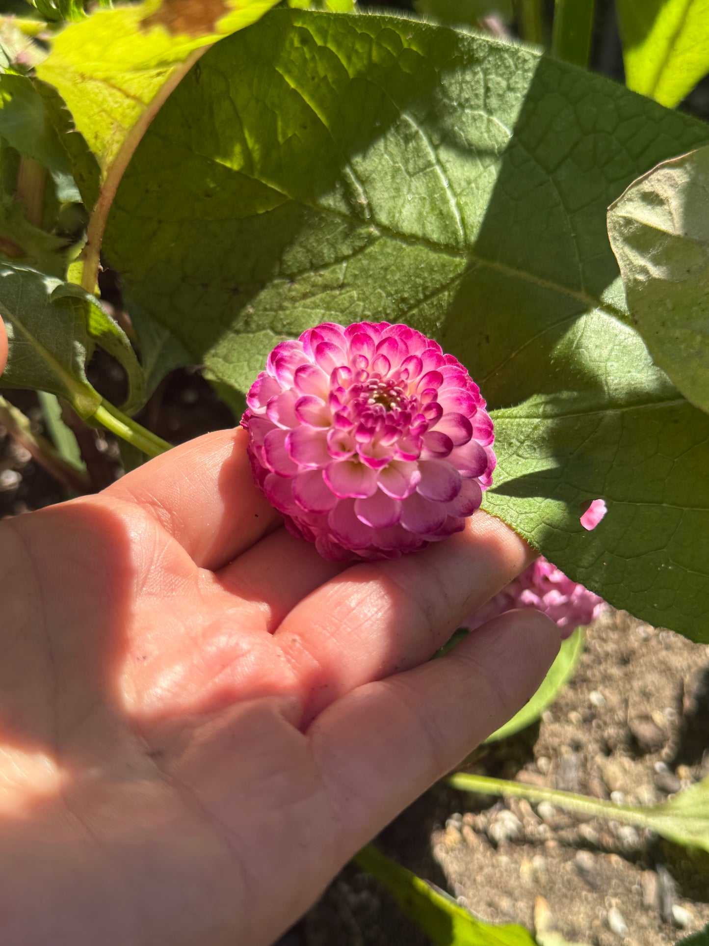 Hapet Wildberry