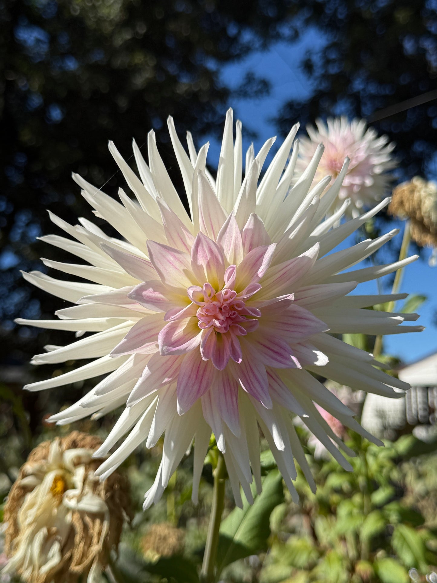 Sandia Stargazer