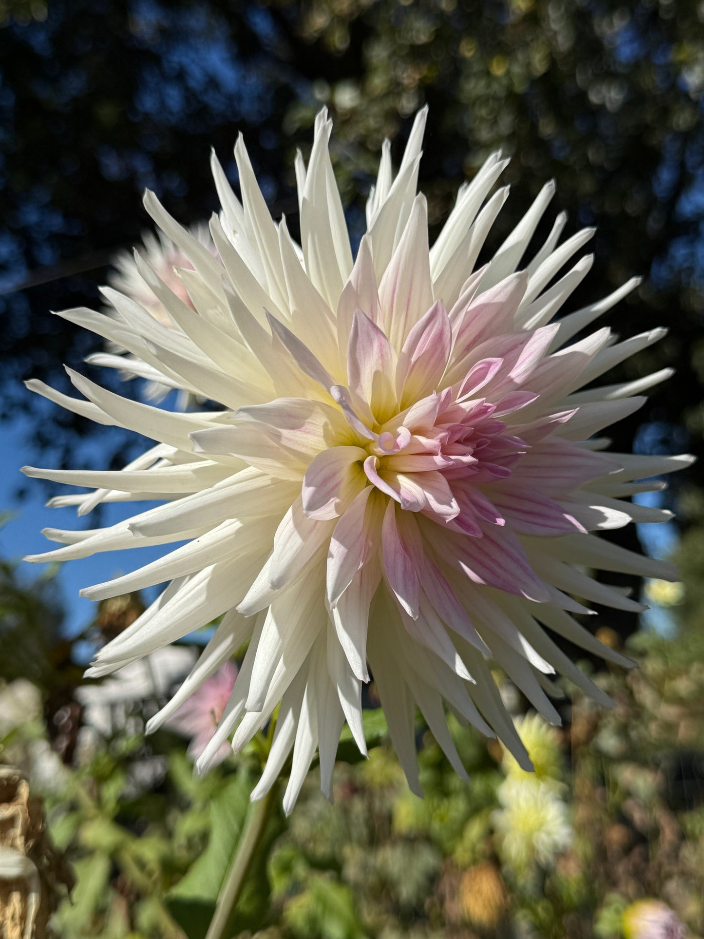 Sandia Stargazer