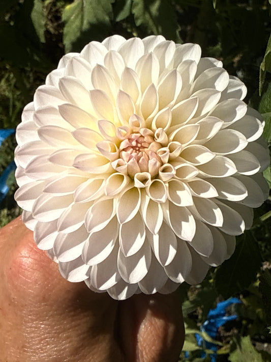 Tahoma Stellar Feller