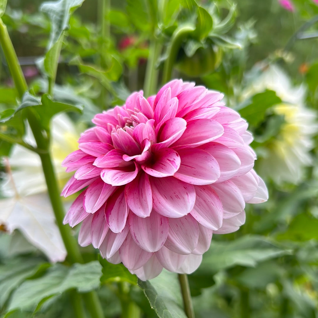 Strawberry Cream Dahlia Tuber