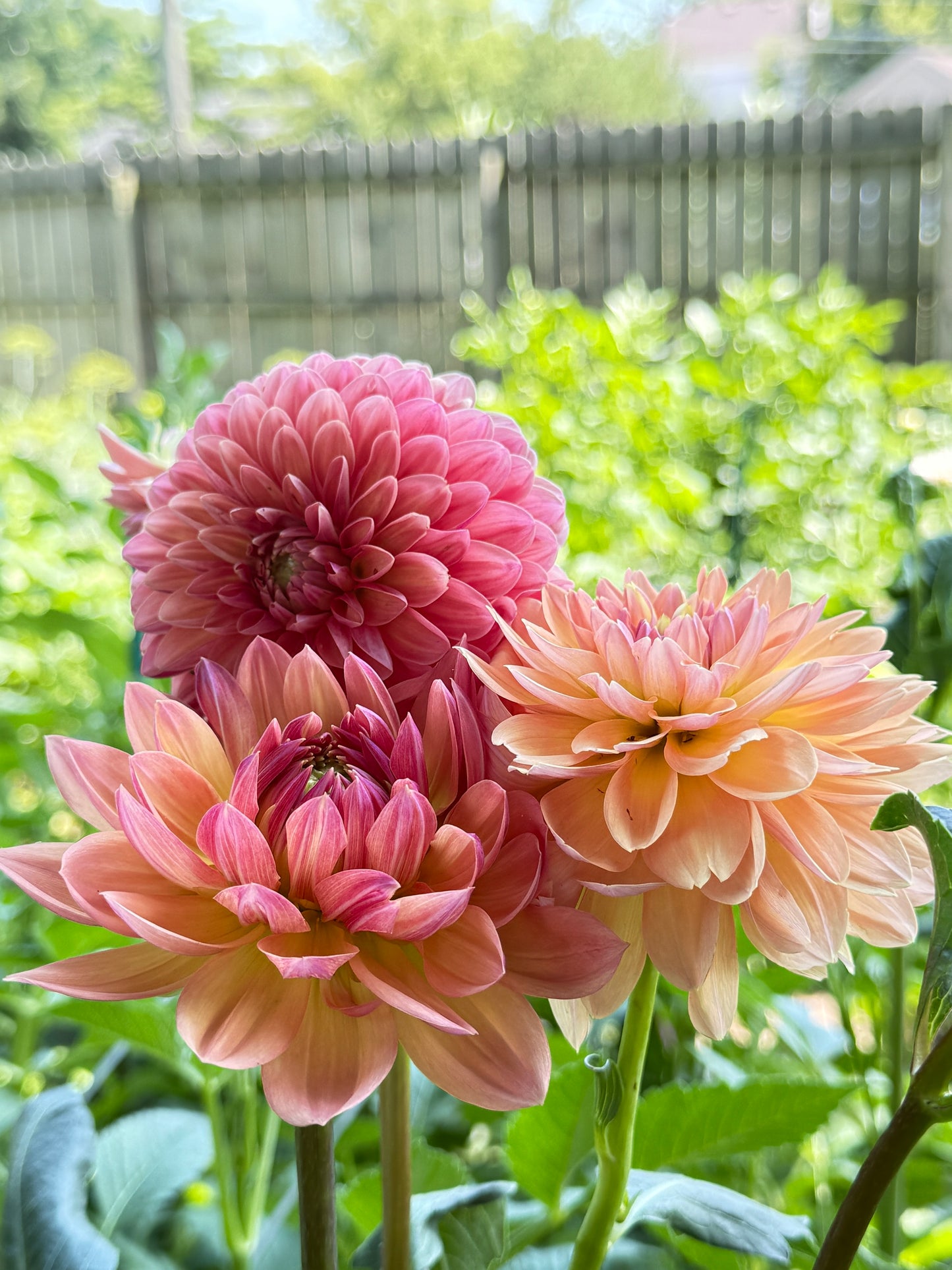 Dahlia Seed Breeders Patch