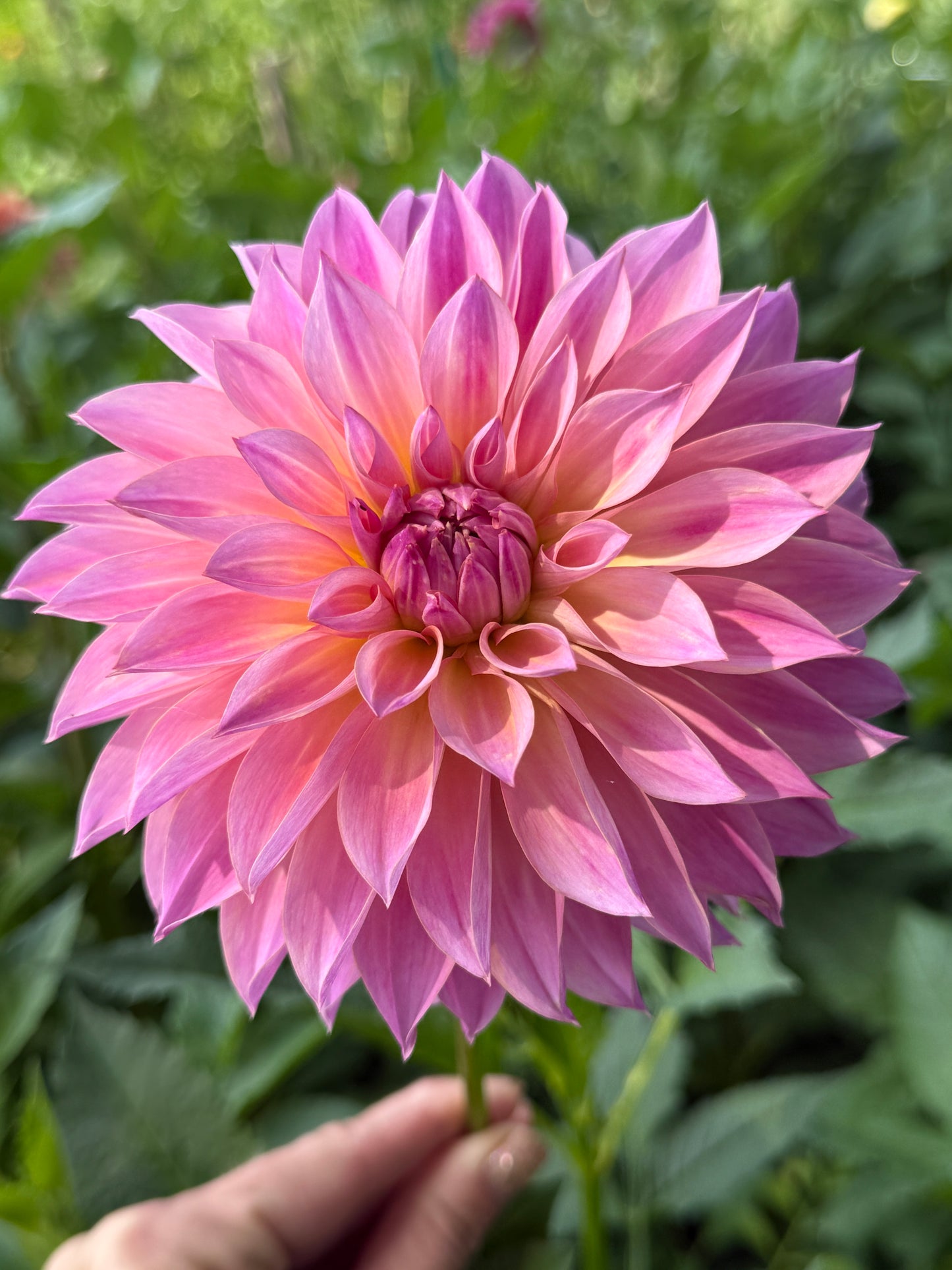 Dahlia Seed Breeders Patch