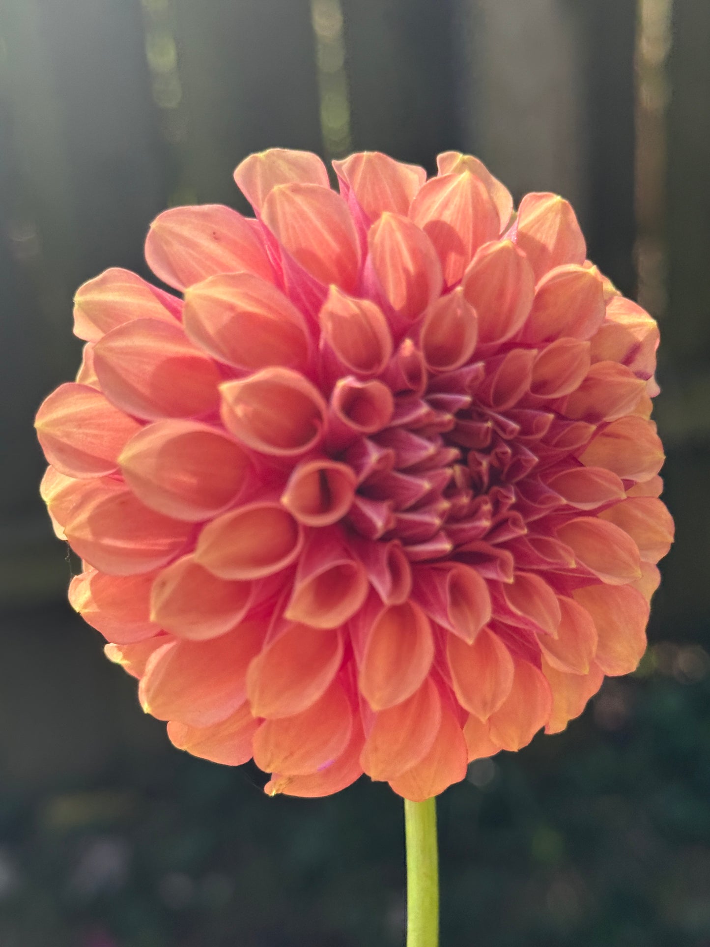 Burfoot Desert Rose