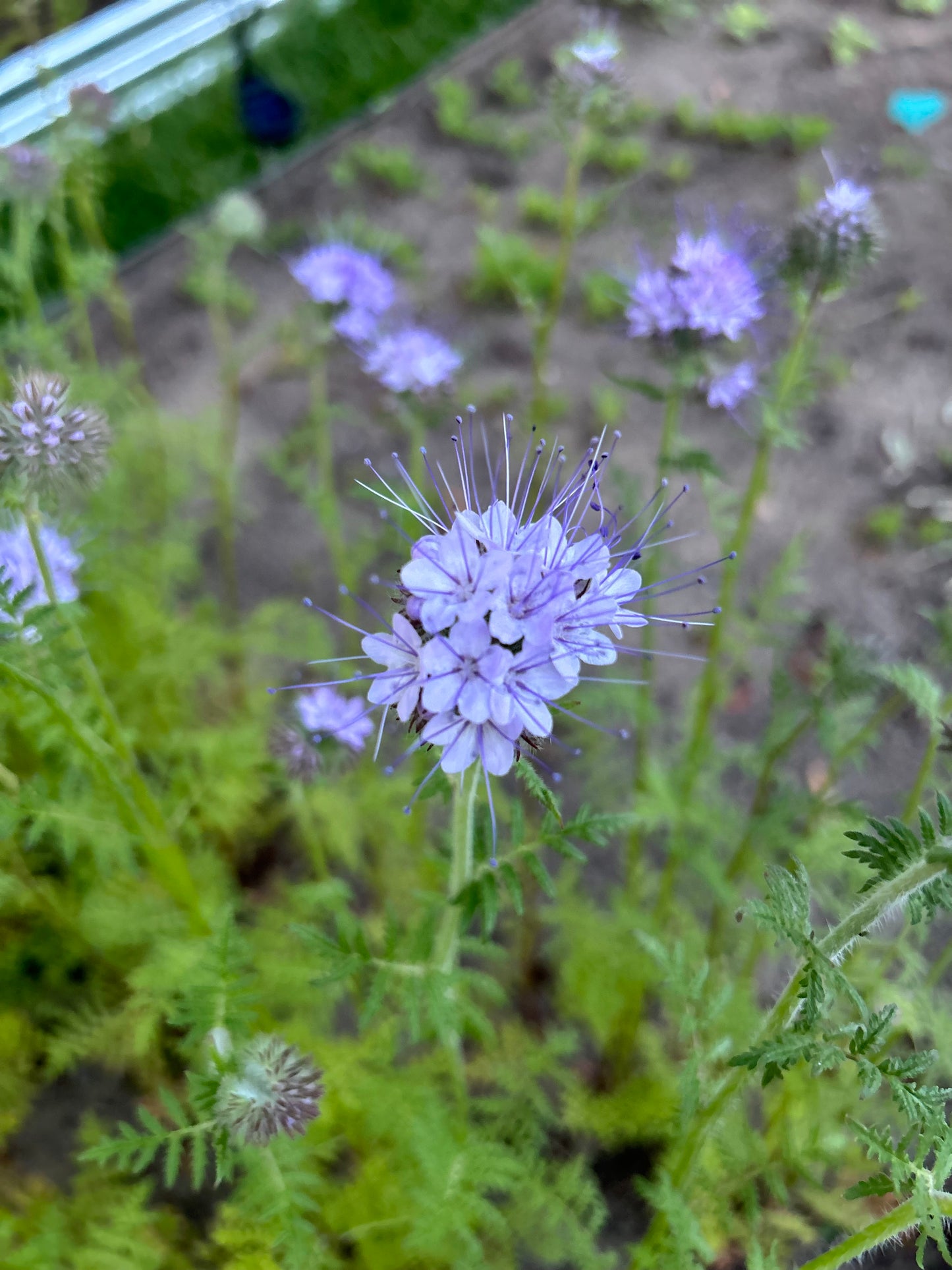 Phacelia “Bee’s Friend”