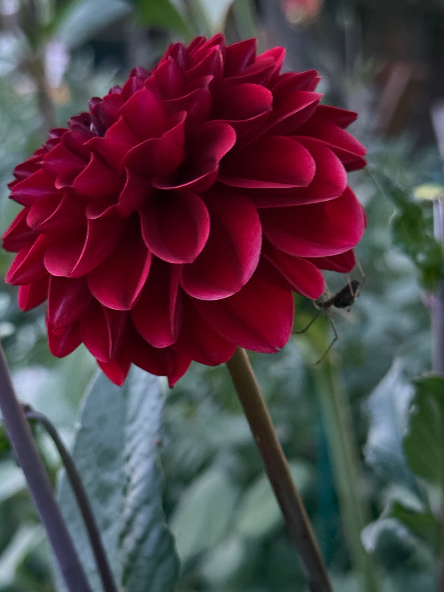Dahlia Seed Breeders Patch