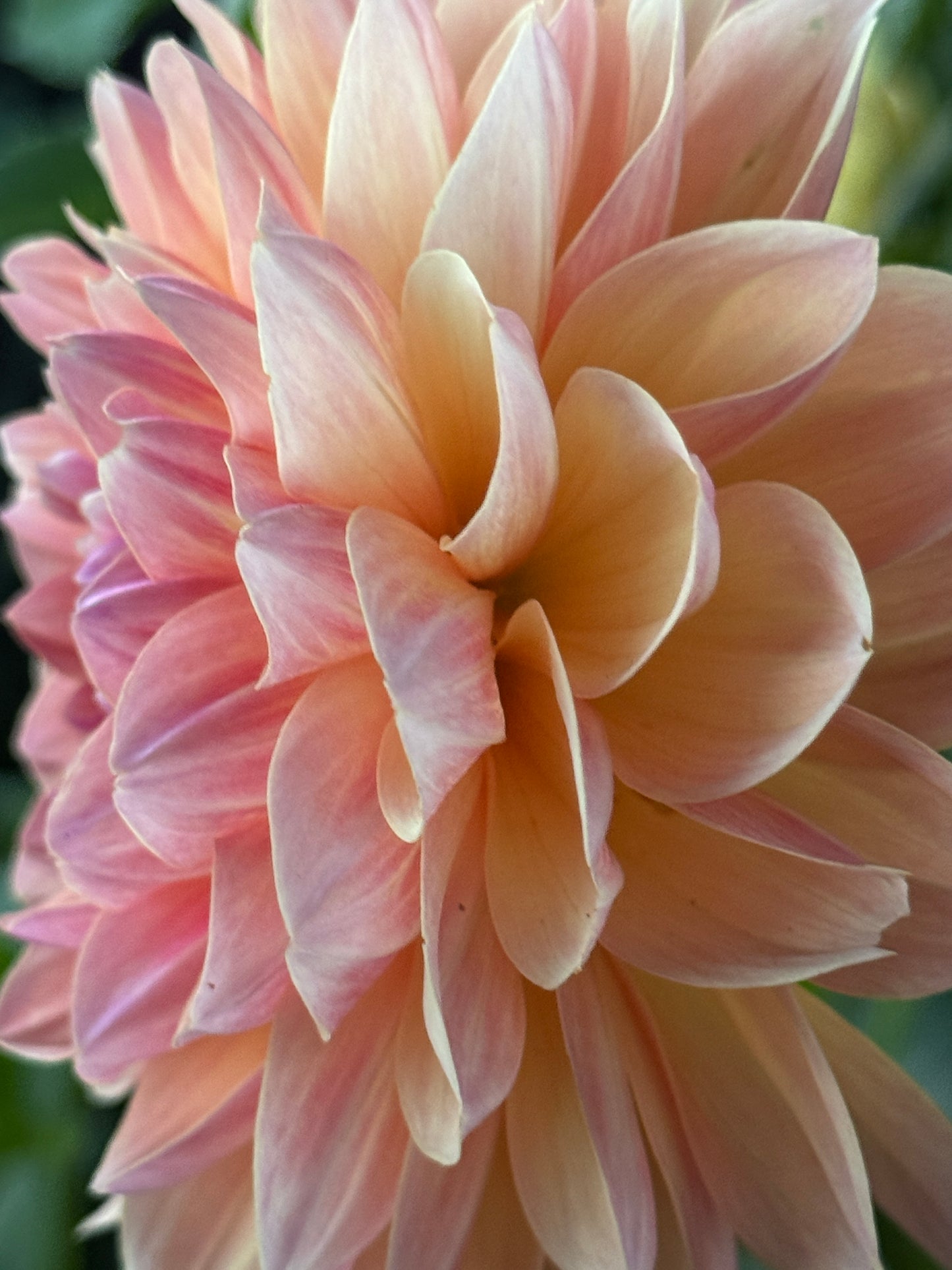 Dahlia Seed Breeders Patch