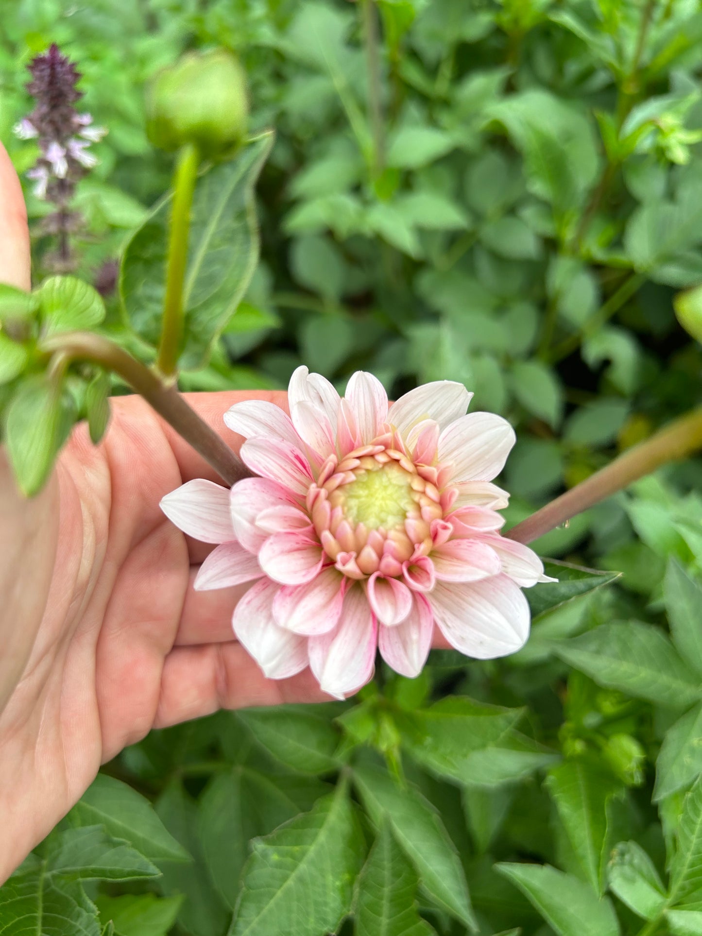 Strawberry Cream Dahlia Tuber