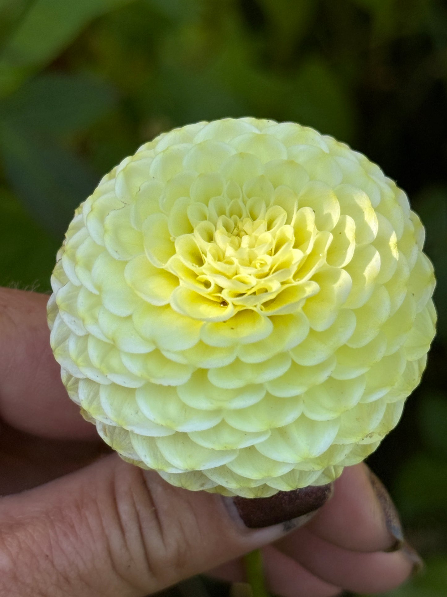 Hapet Baby Yellow