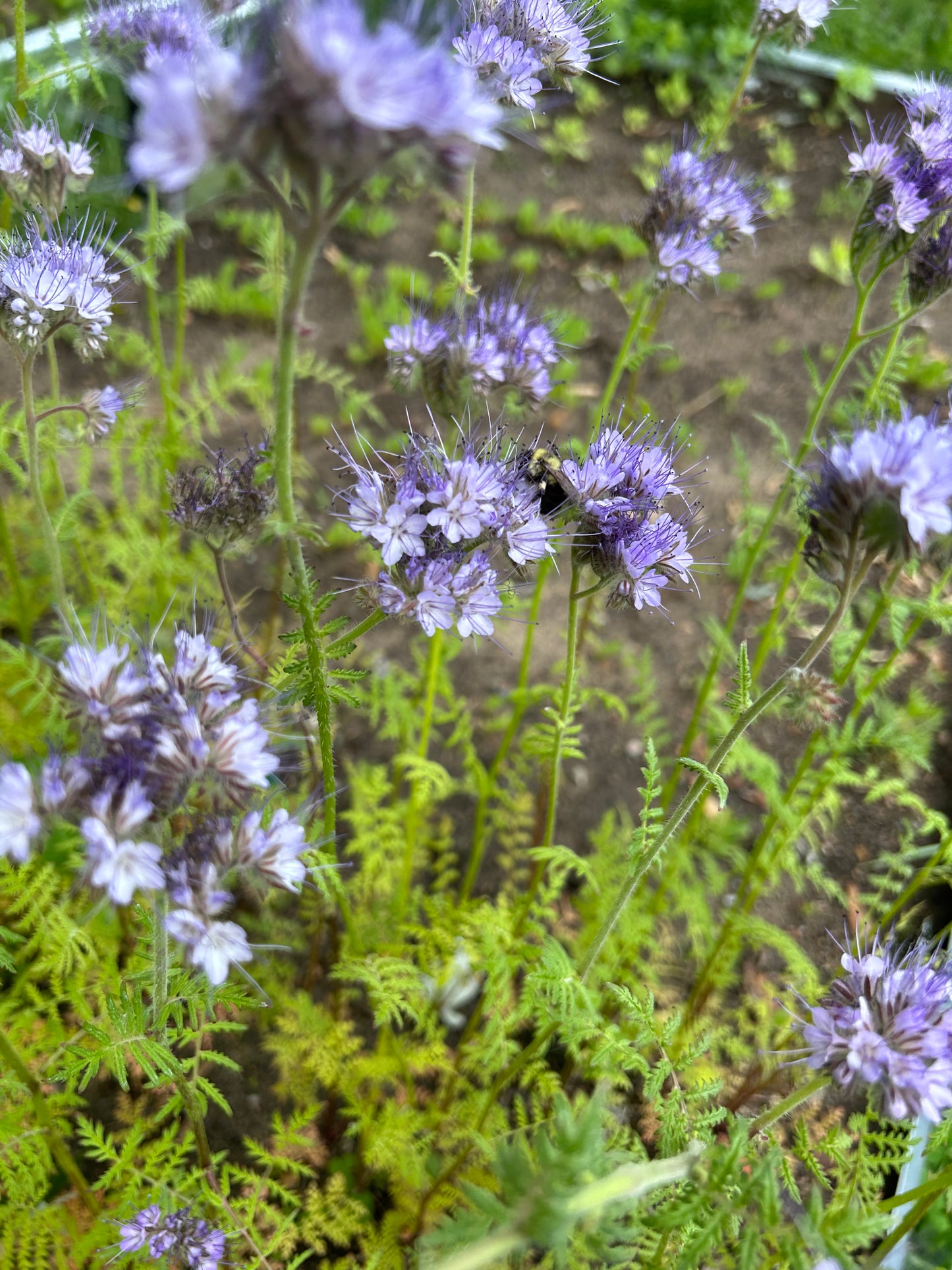 Phacelia “Bee’s Friend”