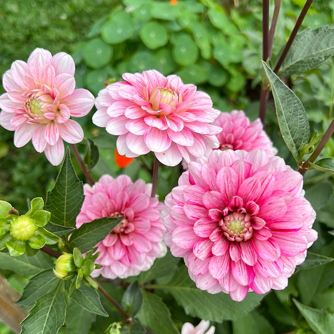 Strawberry Cream Dahlia Tuber