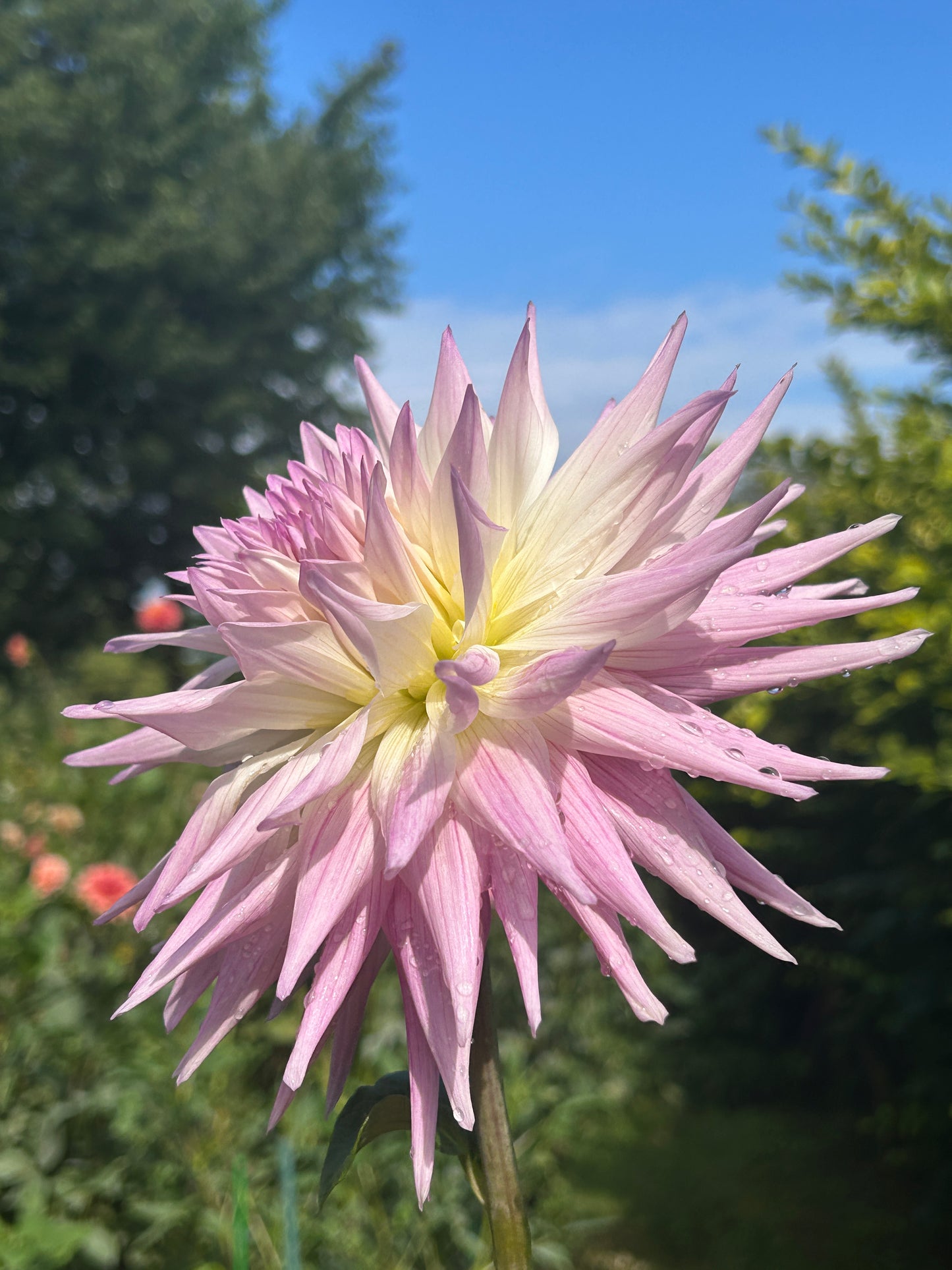 Sandia Stargazer