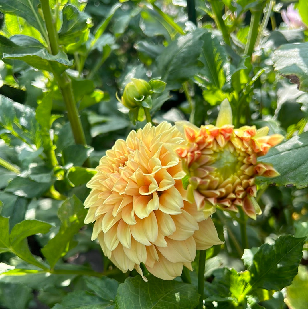 Bracken Palomino