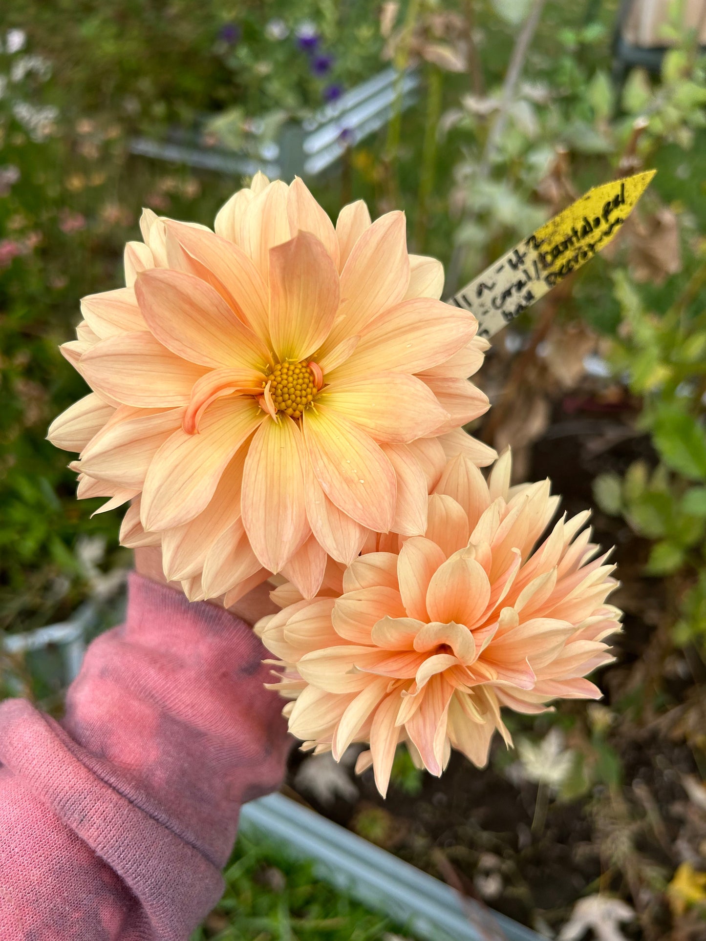 Premium Dahlia Seeds