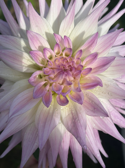 Sandia Stargazer