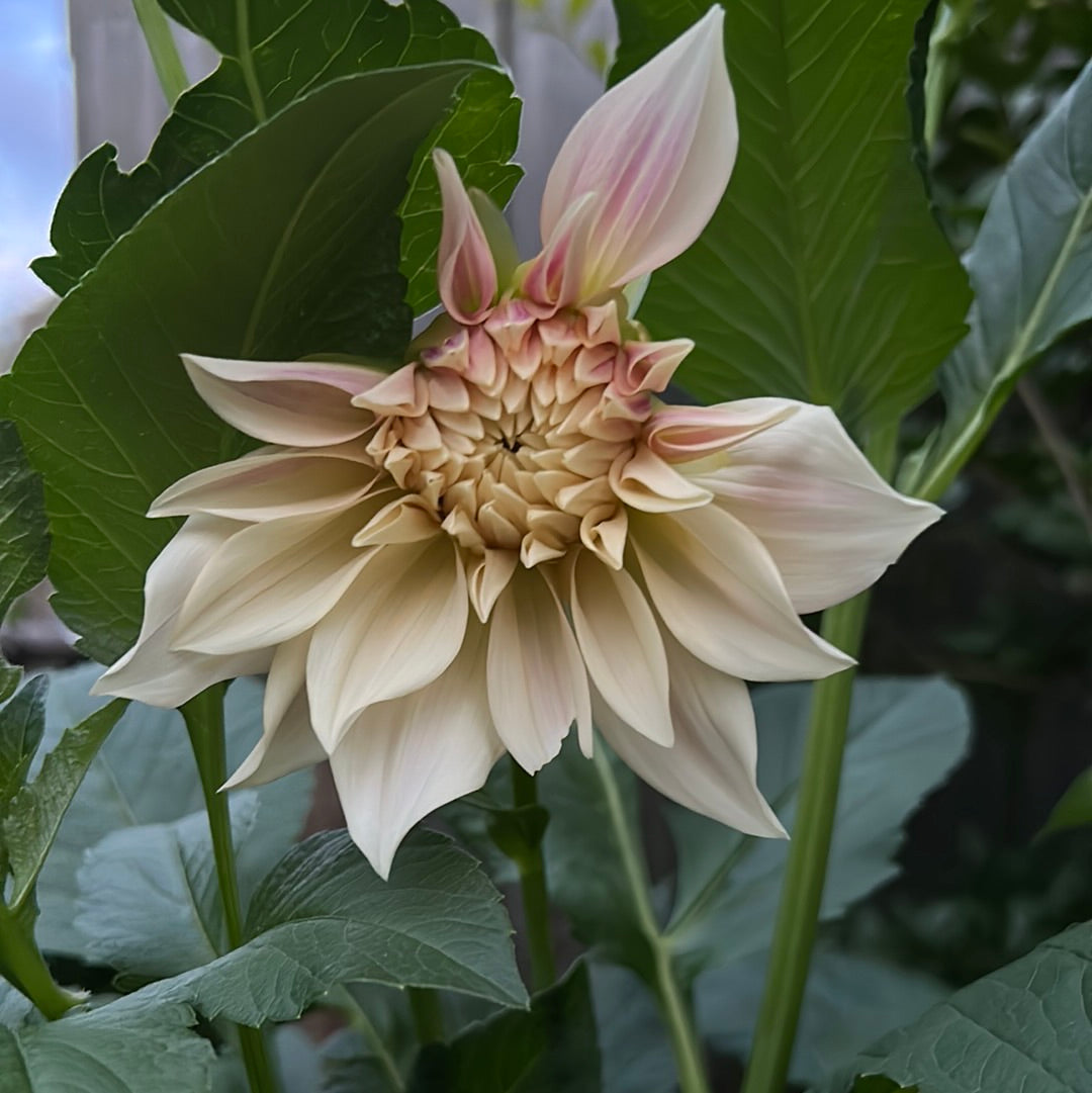 Cafe Au Lait Dahlia Tuber