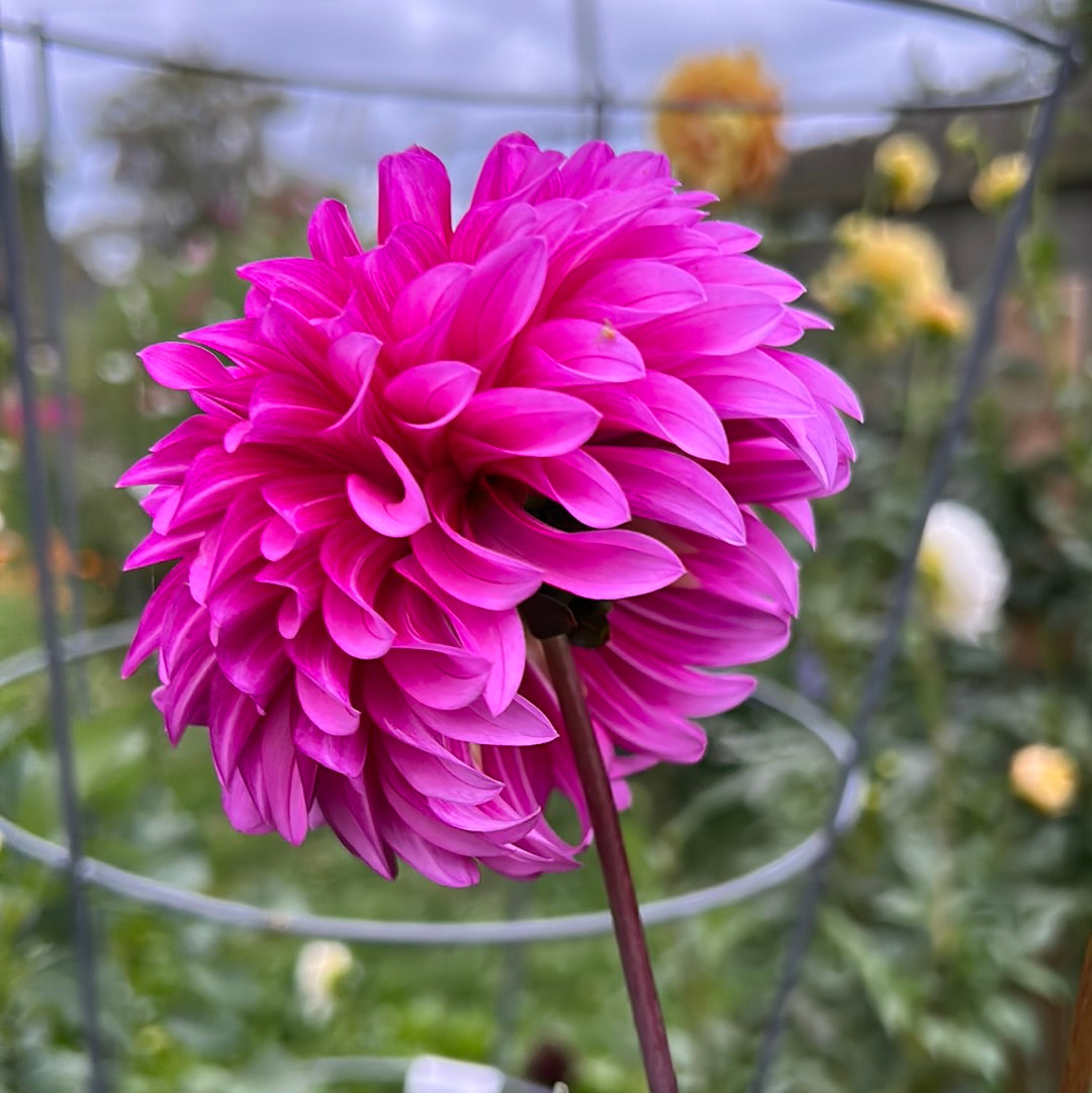 Bloomquist Pinwheel