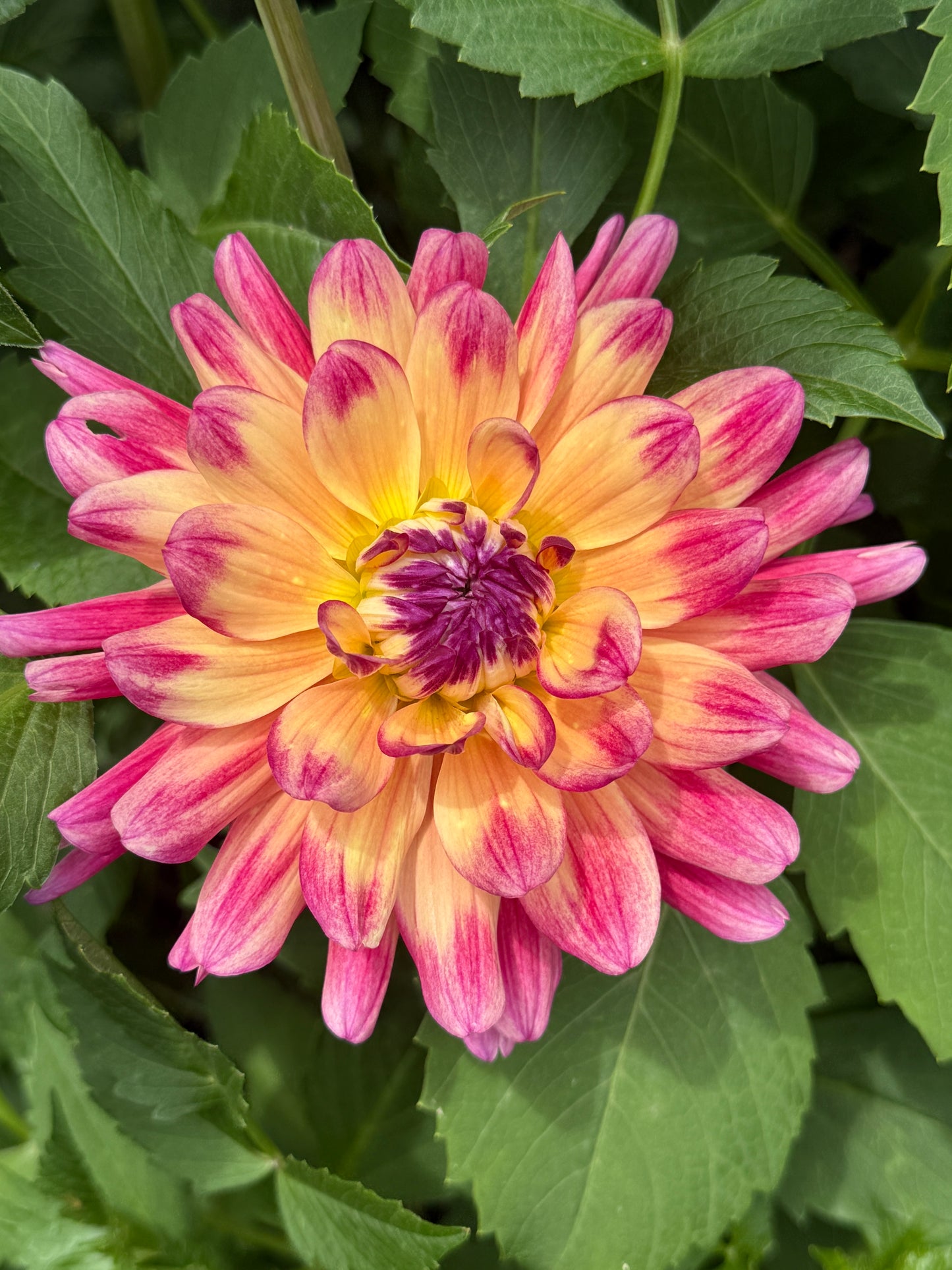 Dahlia Seed Breeders Patch