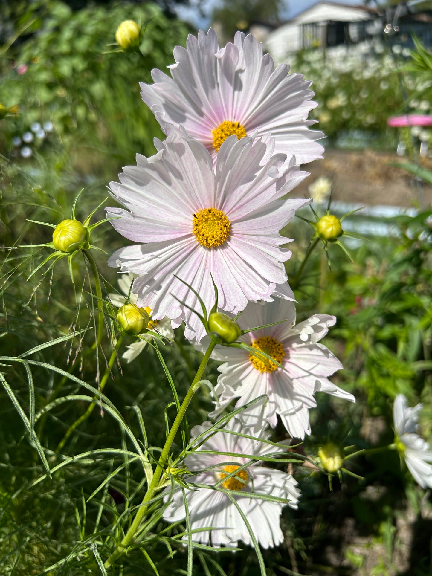 Hayden House Cosmos