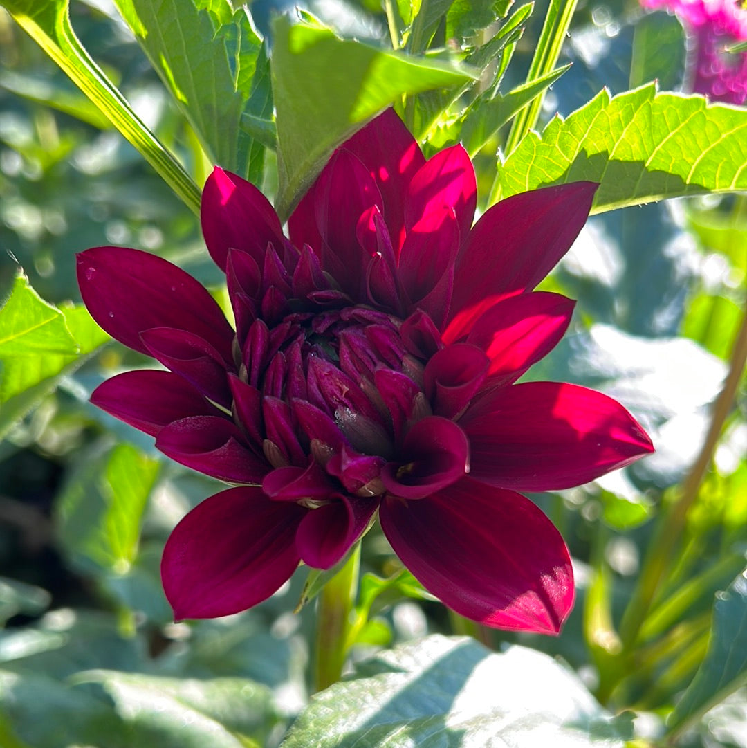 Hello Dahlia