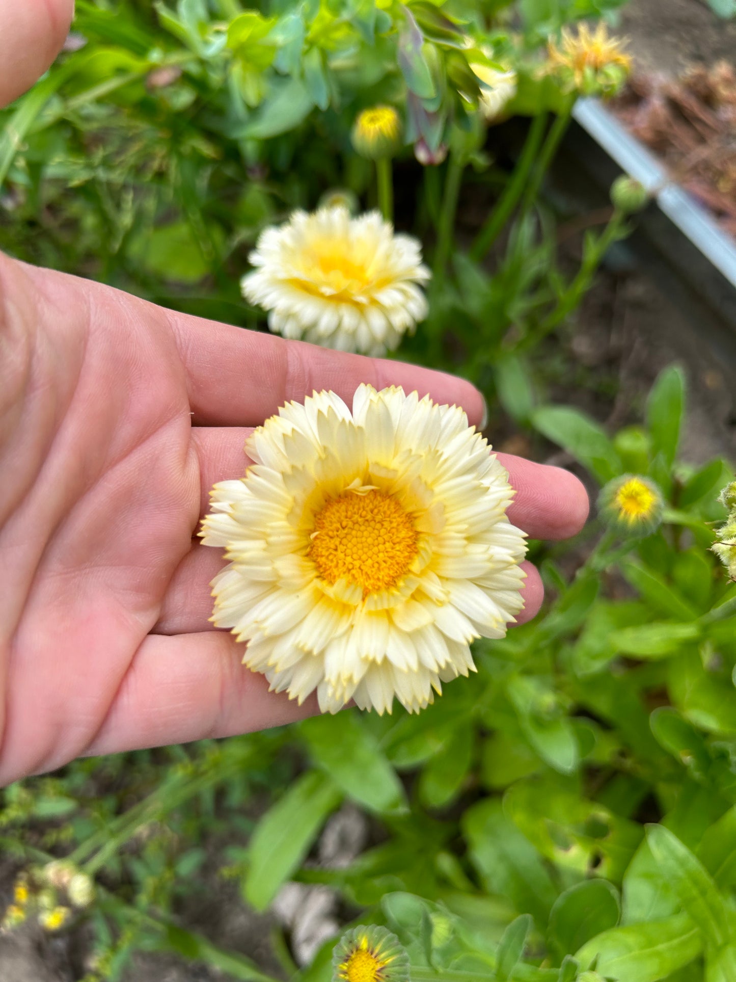 Ivory & Orange Calendula Mix