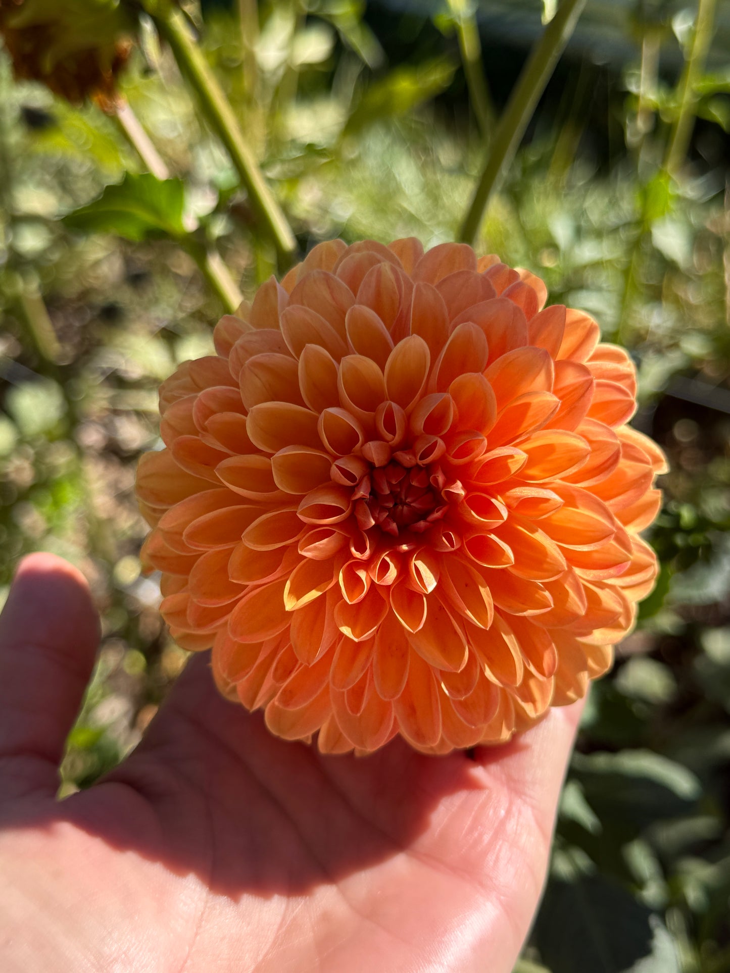 Amber Crystal