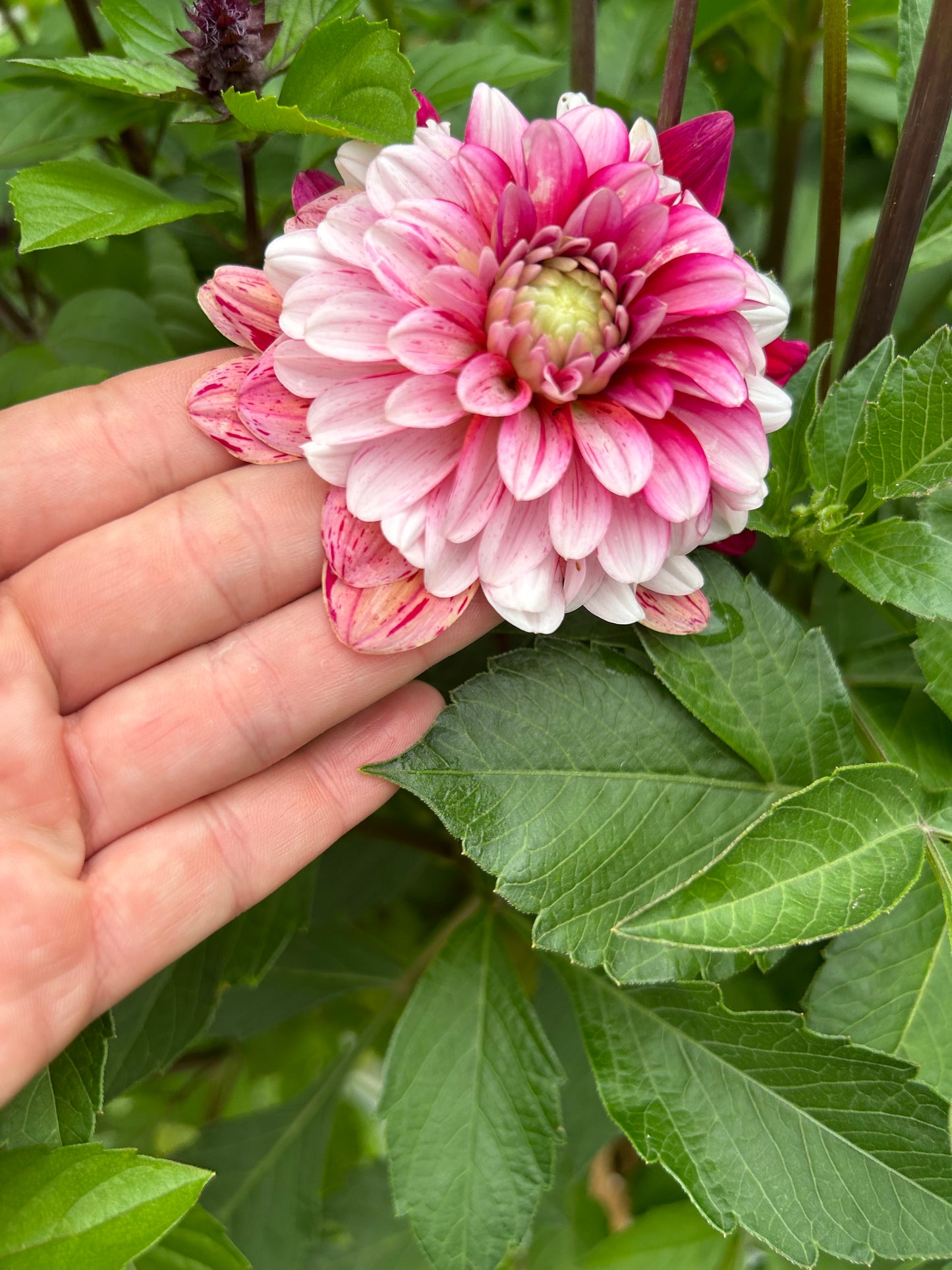 Strawberry Cream Dahlia Tuber