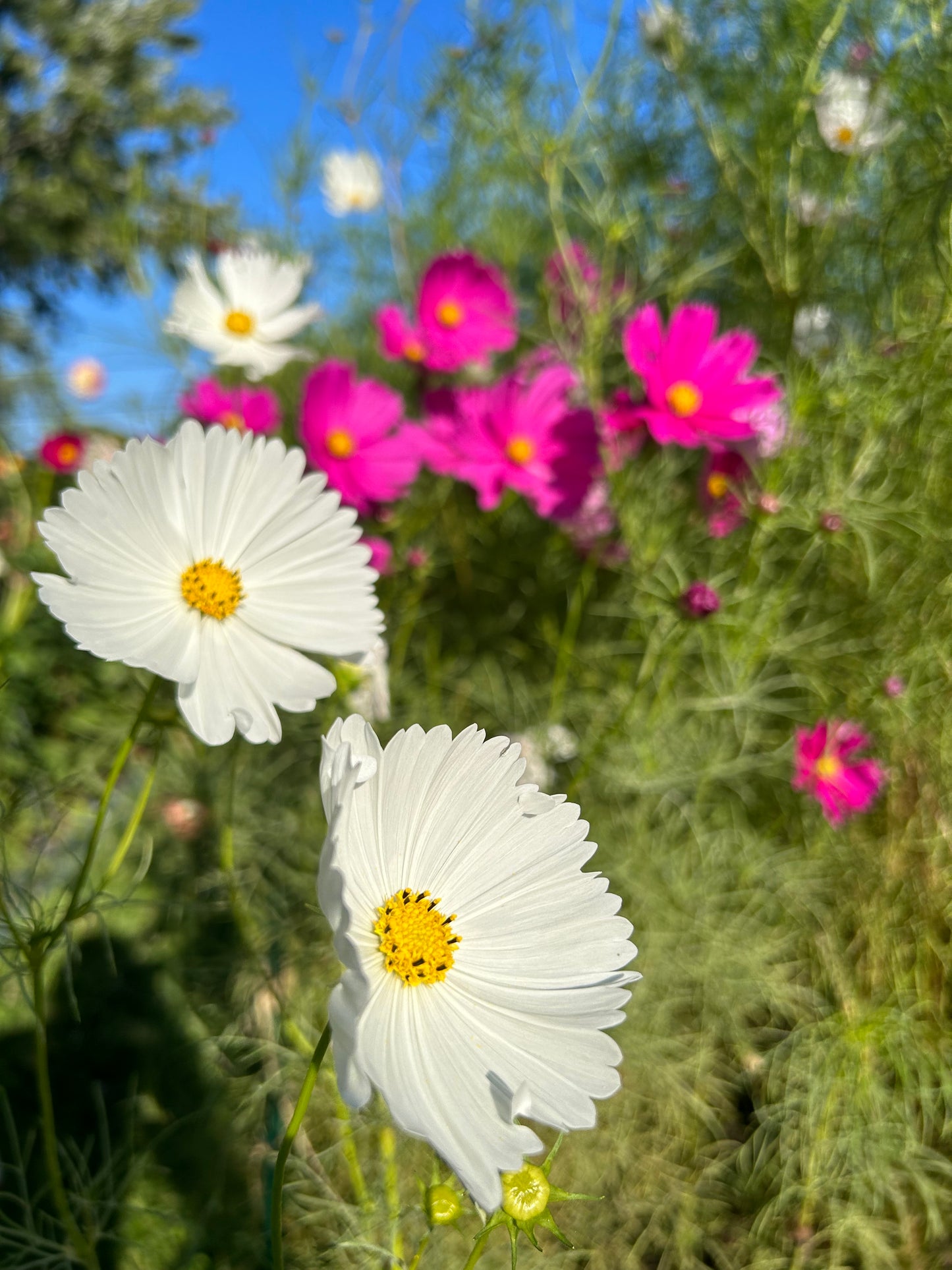 Hayden House Cosmos