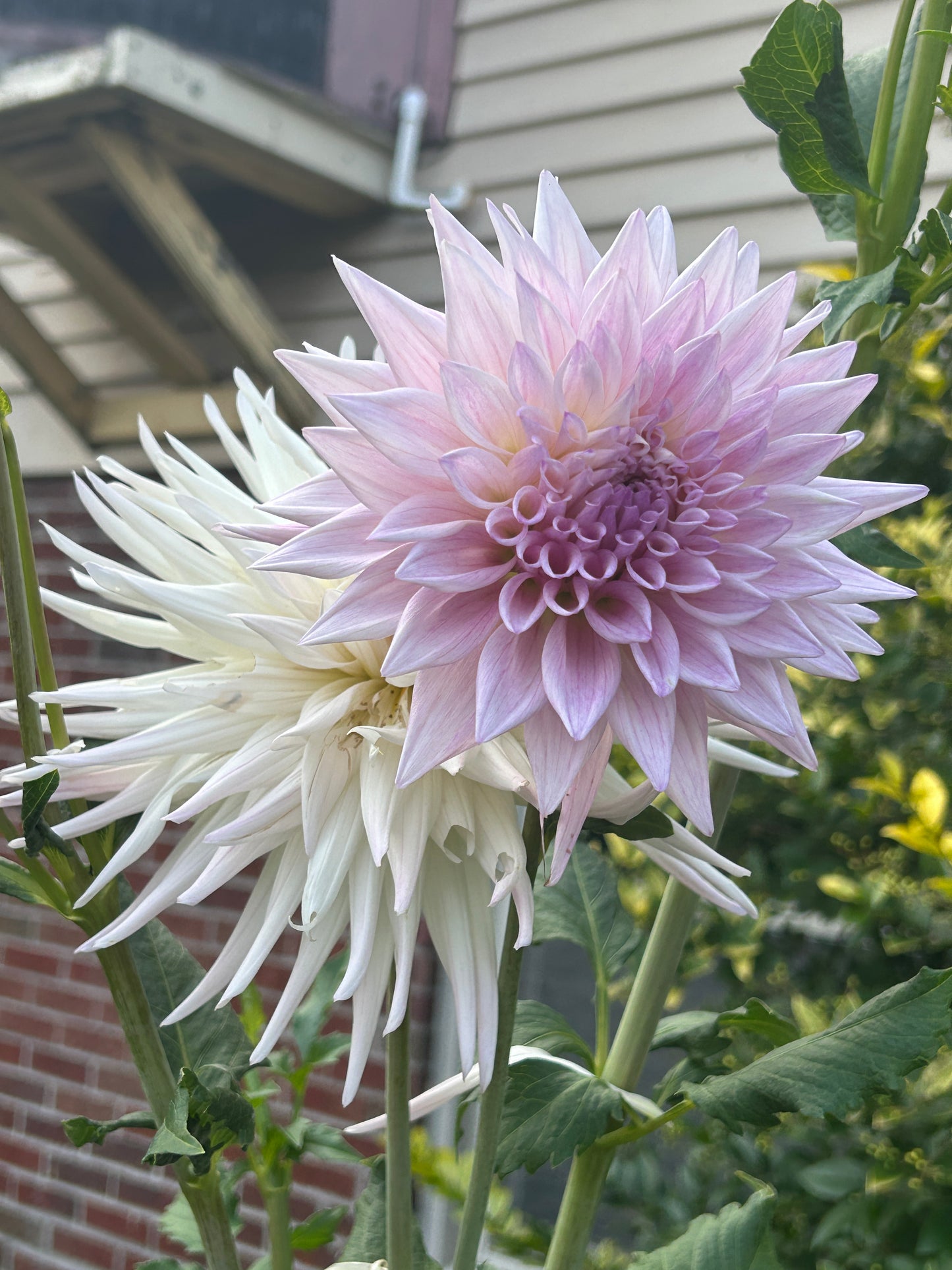 Sandia Stargazer