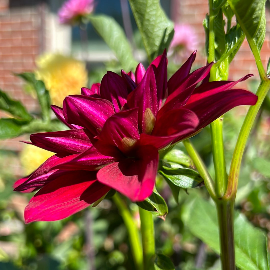 Hello Dahlia