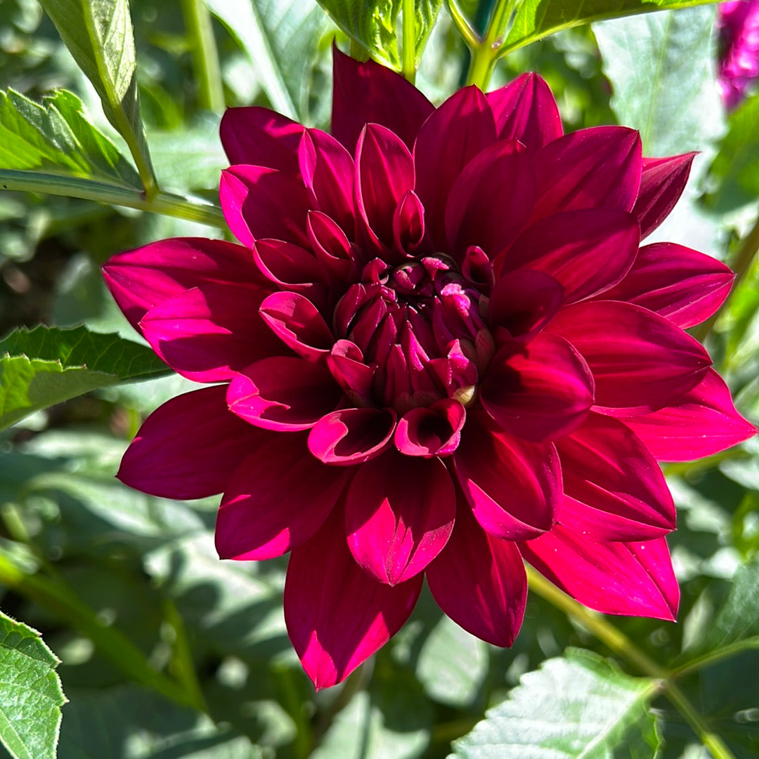 Hello Dahlia