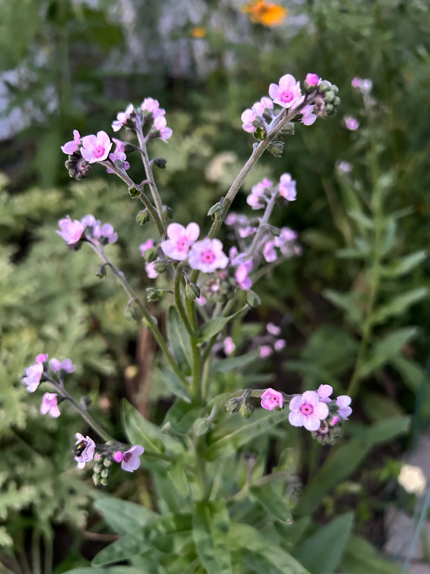 Pink Forget Me Nots