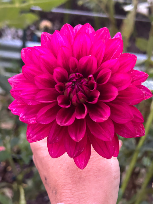 Hello Dahlia