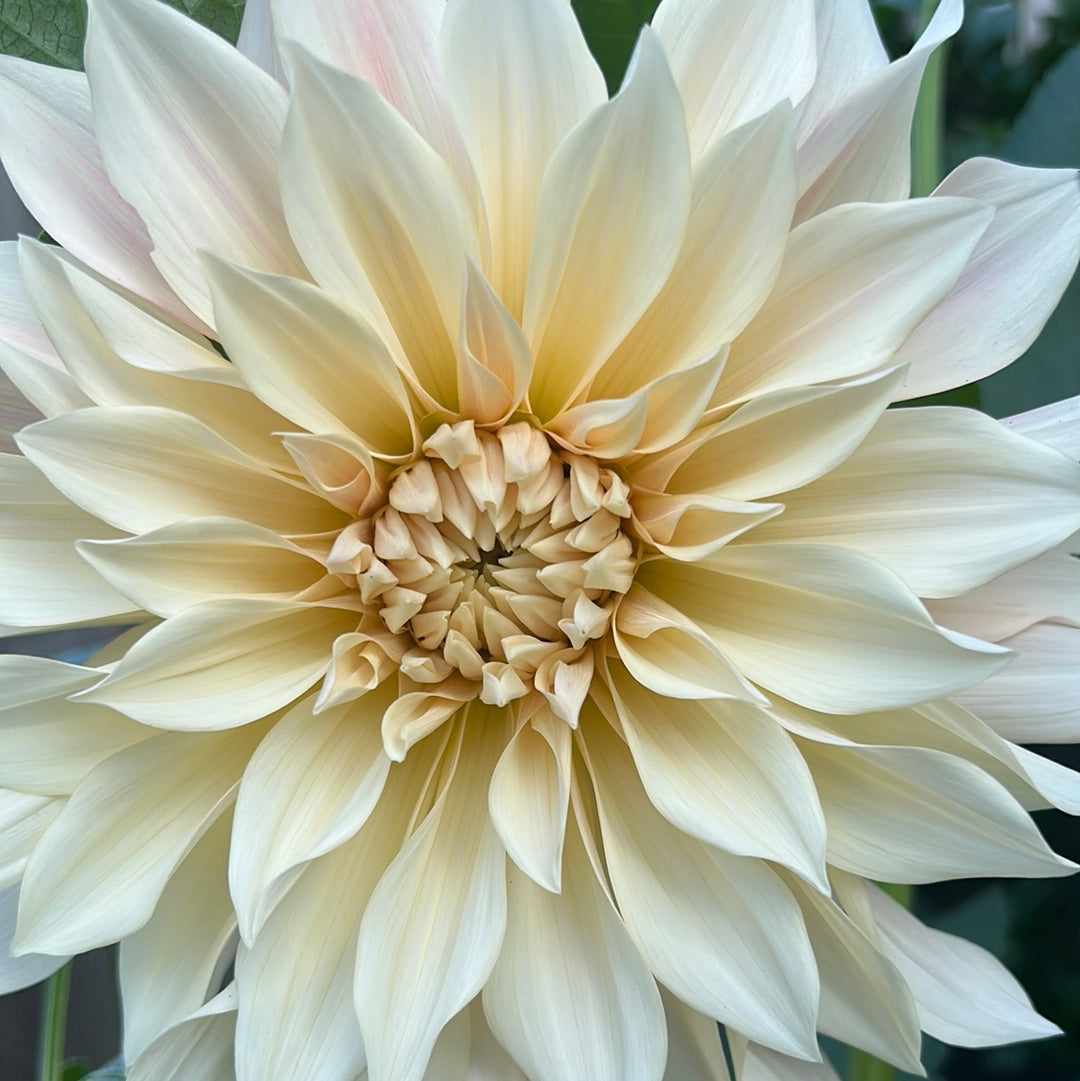 Cafe Au Lait Dahlia Tuber