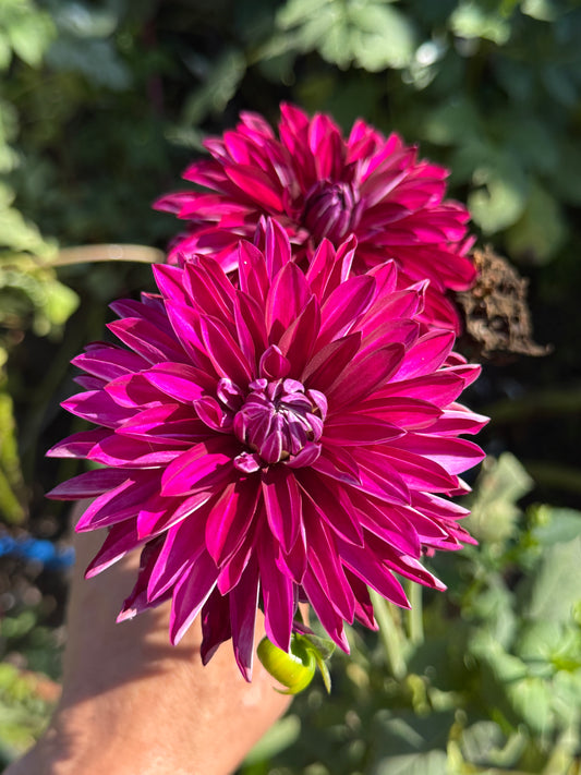 Hapet Fushia