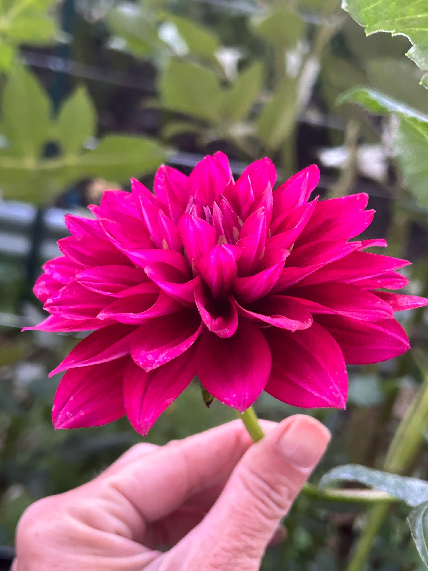 Hello Dahlia